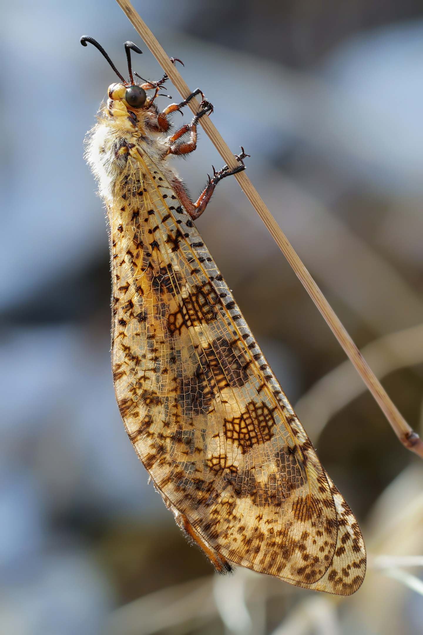 Myrmeleontidae - Palpares libelluloides maschio